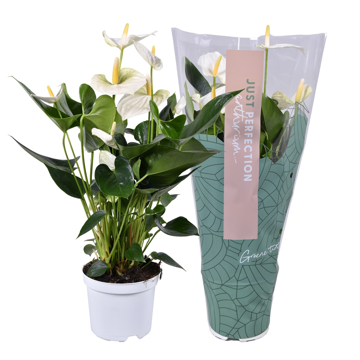 Anthurium Cocos in Christmas sleeve 50cm 14cm Pot