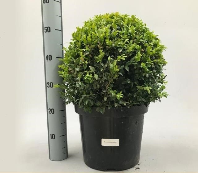 Buxus sempervirens ball 42cm 21cm Pot