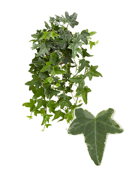 Hedera helix Mona Lisa 13cm Pot