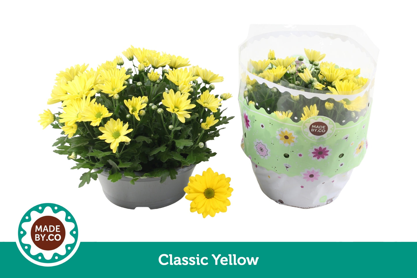 SV.CO Chrysanthemum Tapas Time Pack of 3