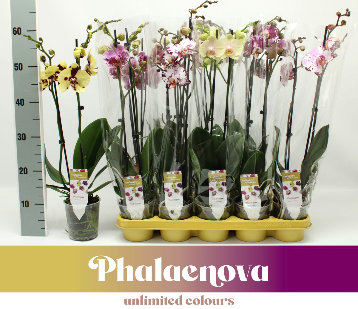 Phalaenopsis mix 60cm 12cm Pot
