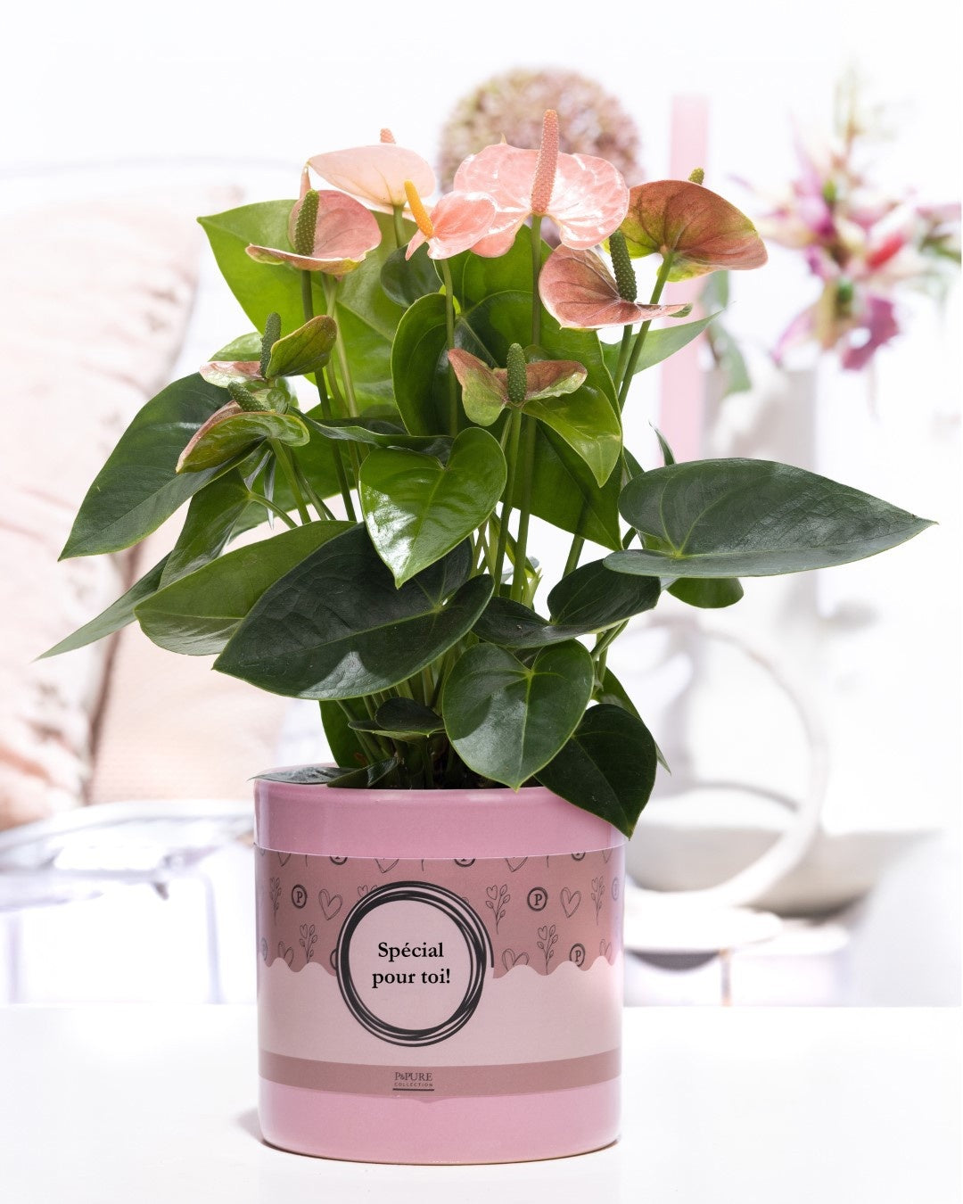 Anthurium andraeanum 45cm 12cm Pot