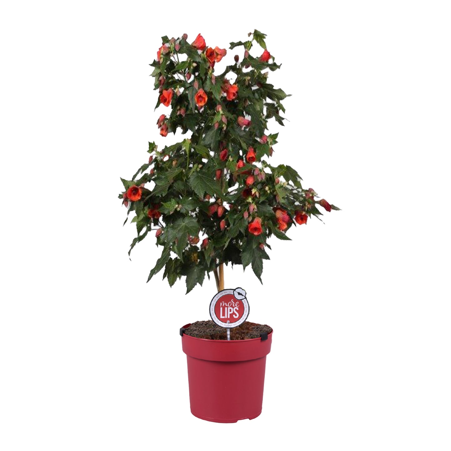 Abutilon Red Trumpet 75cm 19cm Pot