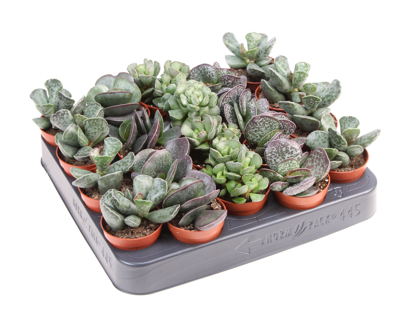 Adromischus mix 8cm 505cm Pot