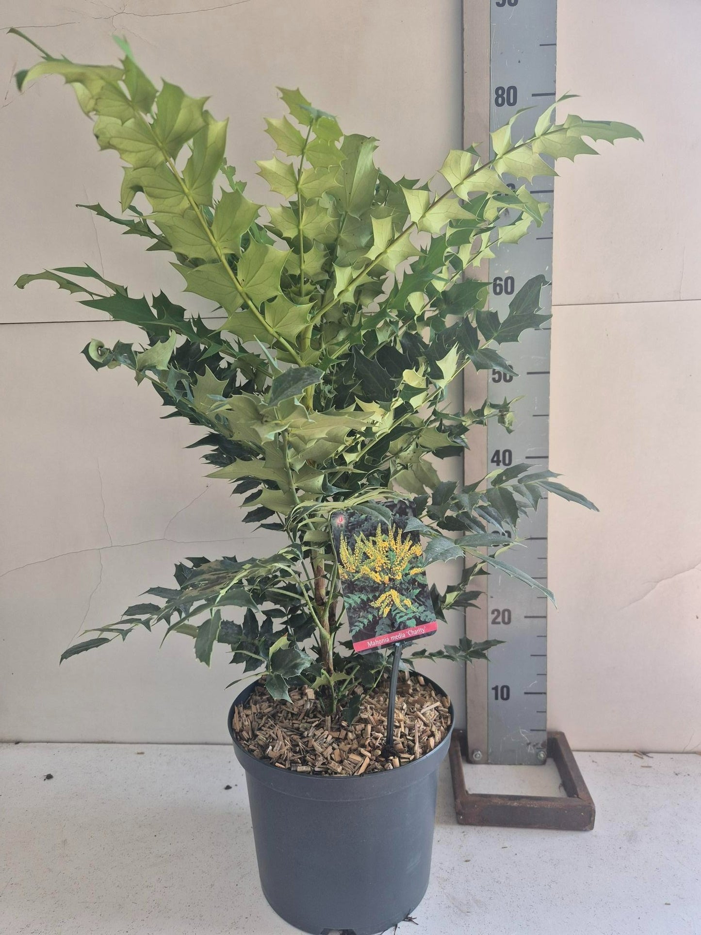 Mahonia med. Charity 50cm 23cm Pot