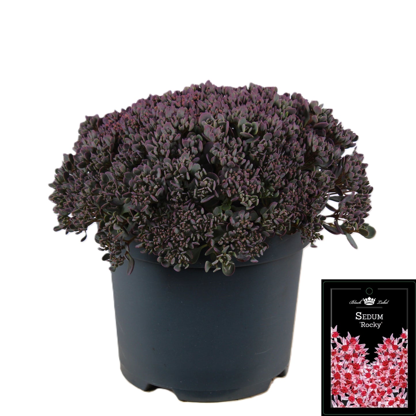 Sedum caut. Rocky 35cm 19cm Pot