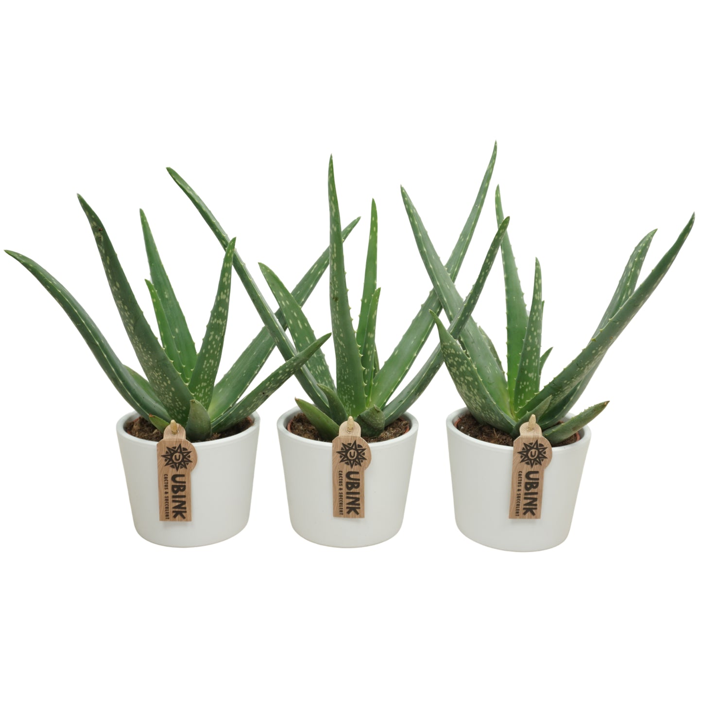 Aloe vera 30cm 10.5cm Pot