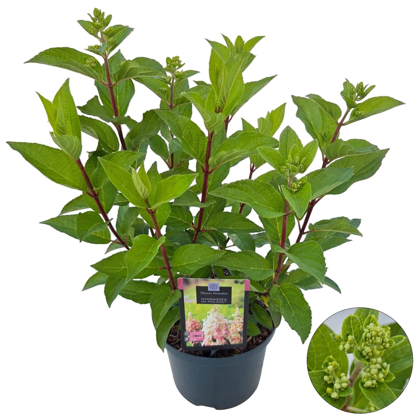 Hydrangea pan. Pinky Winky 60cm 23cm Pot