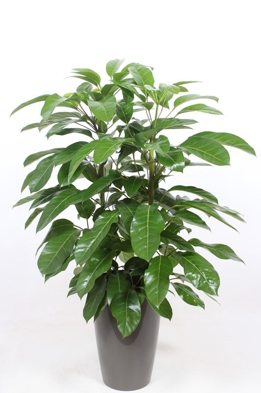 Schefflera Amate 110cm 29cm Pot