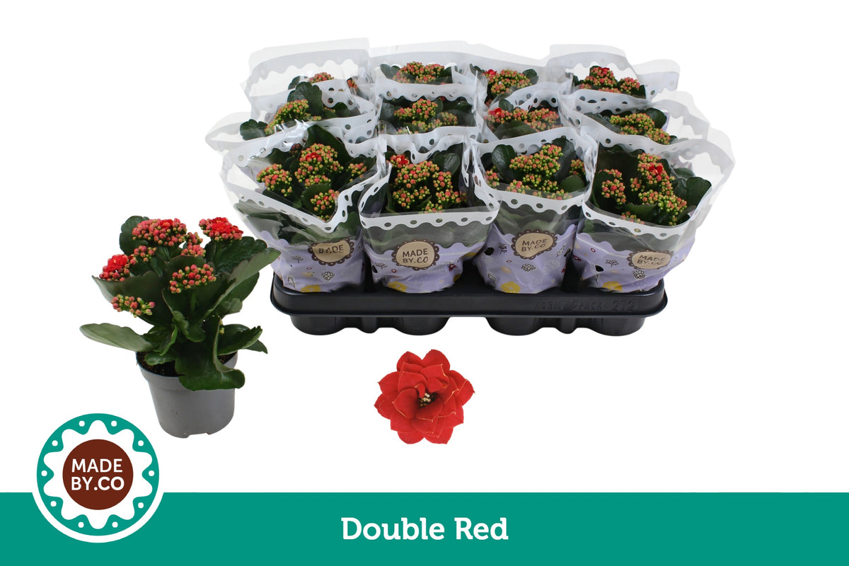 Kalanchoe double red 19cm 9cm Pot