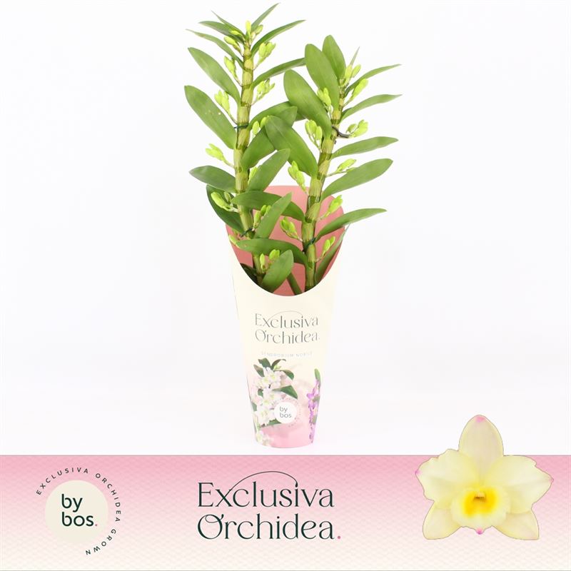 Dendrobium nob. yellow 50cm 12cm Pot