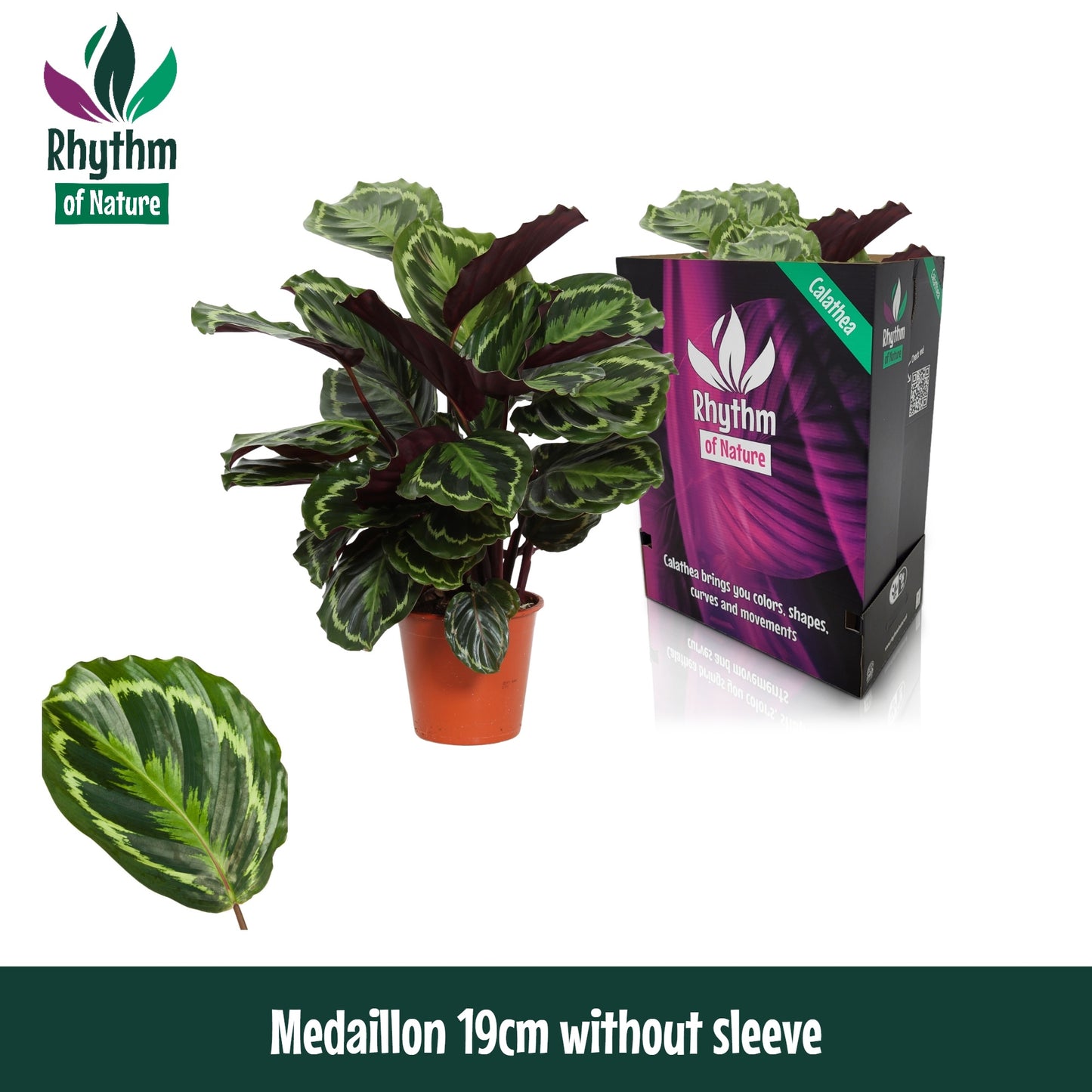Calathea Medallion 80cm 19cm Pot
