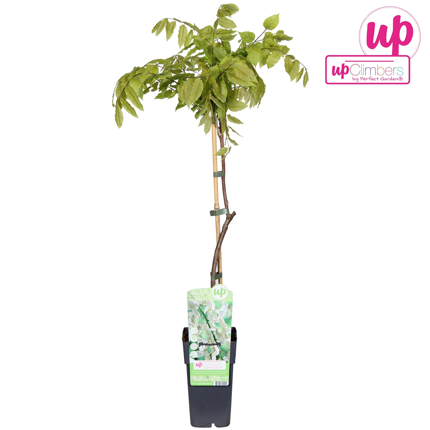Wisteria floribunda Alba 70cm 15cm Pot