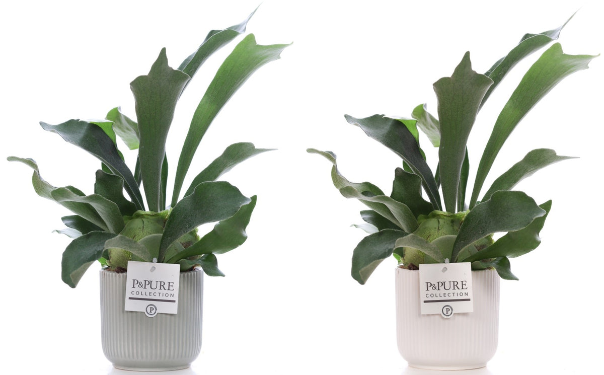Platycerium bifurcatum 40cm 12cm Pot