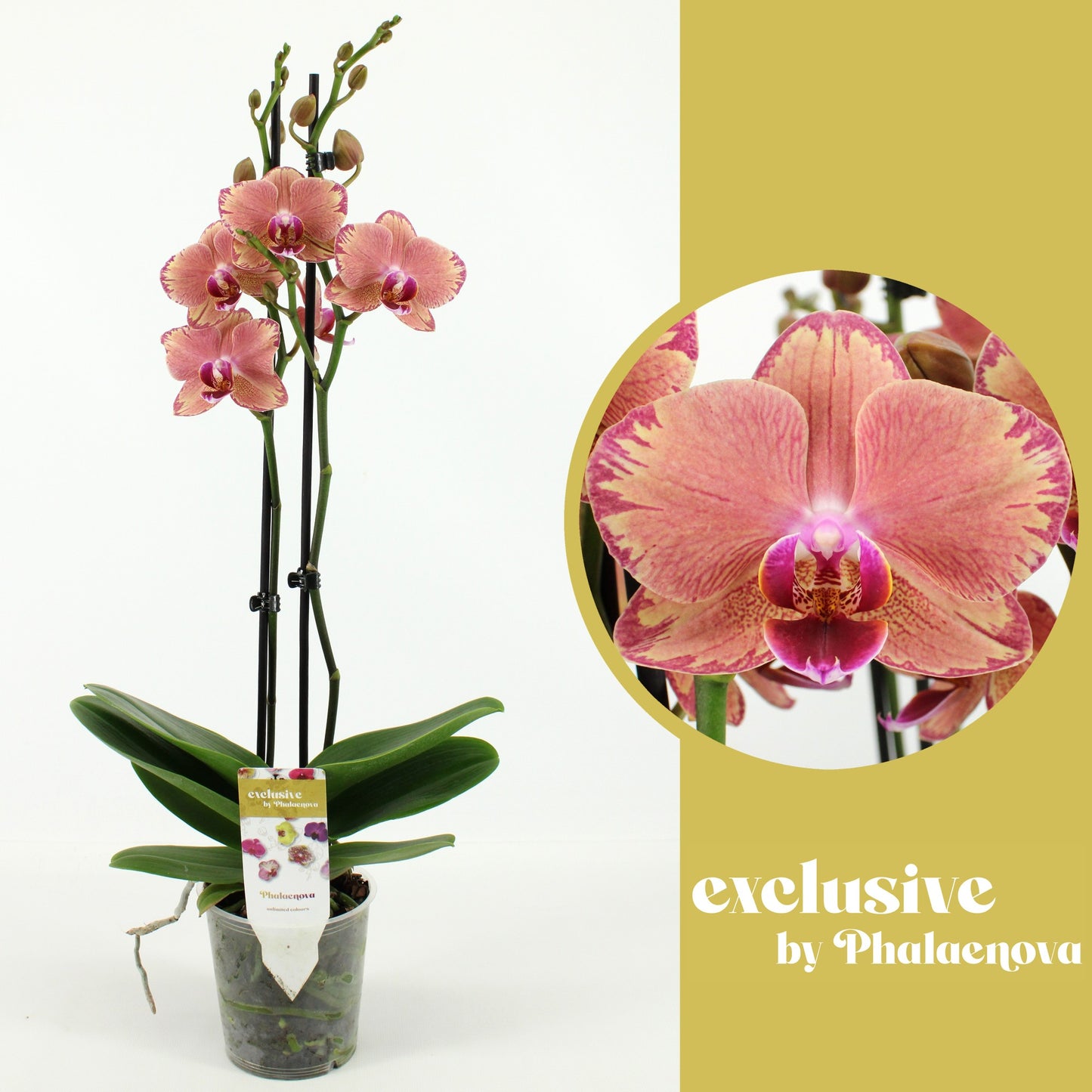 Phalaenopsis Pirate Picotee 60cm 12cm Pot