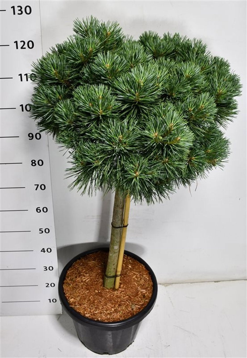 Pinus hybrid 130cm 38cm Pot