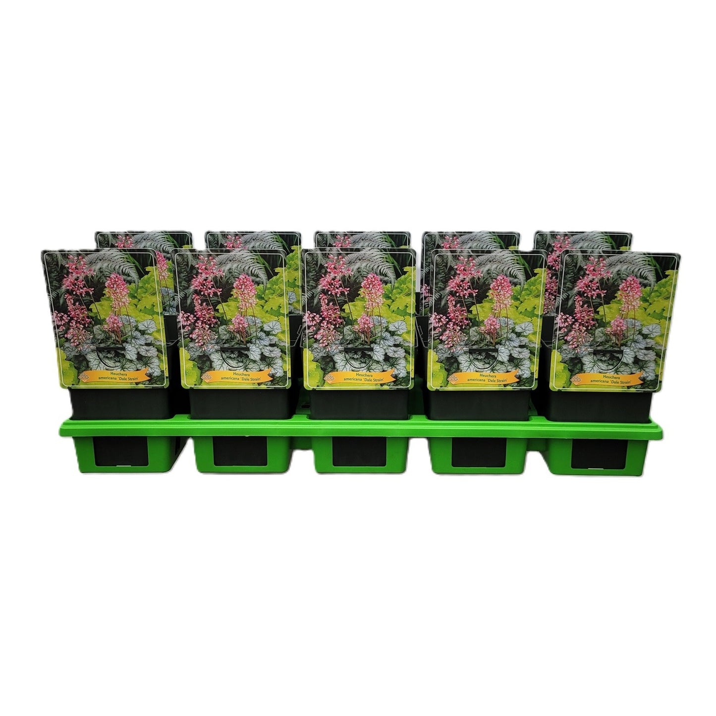 Heuchera Dale 25cm 11cm Pot