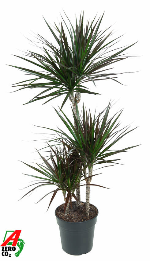 Ammerlaan Green Innovator Dracaena Magenta 60-30-15 Pack of 6