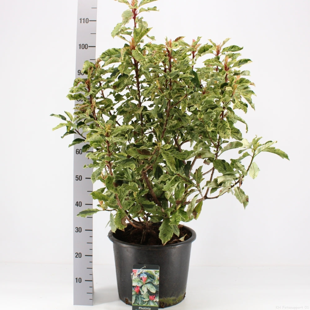 Photinia Pink Crispy 100cm 34cm Pot
