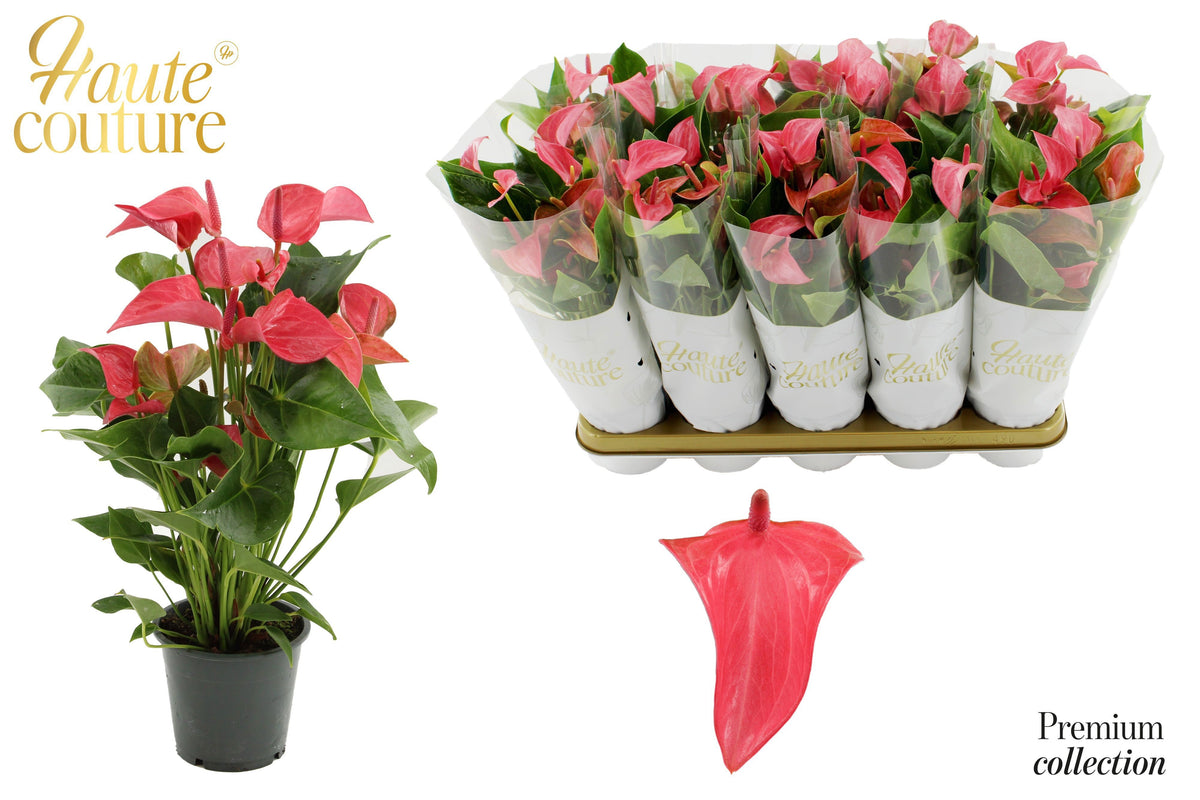 Anthurium Romantico 40cm 12cm Pot