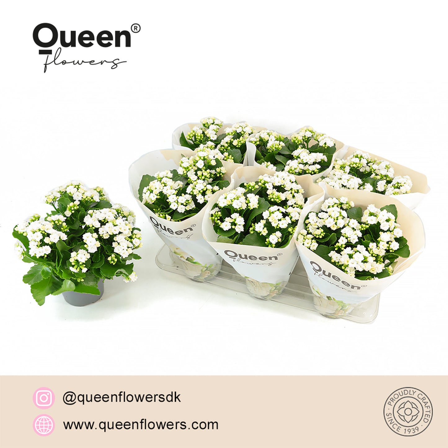 Pligt Professionals BV Kalanchoe Nova Wit Pack of 6