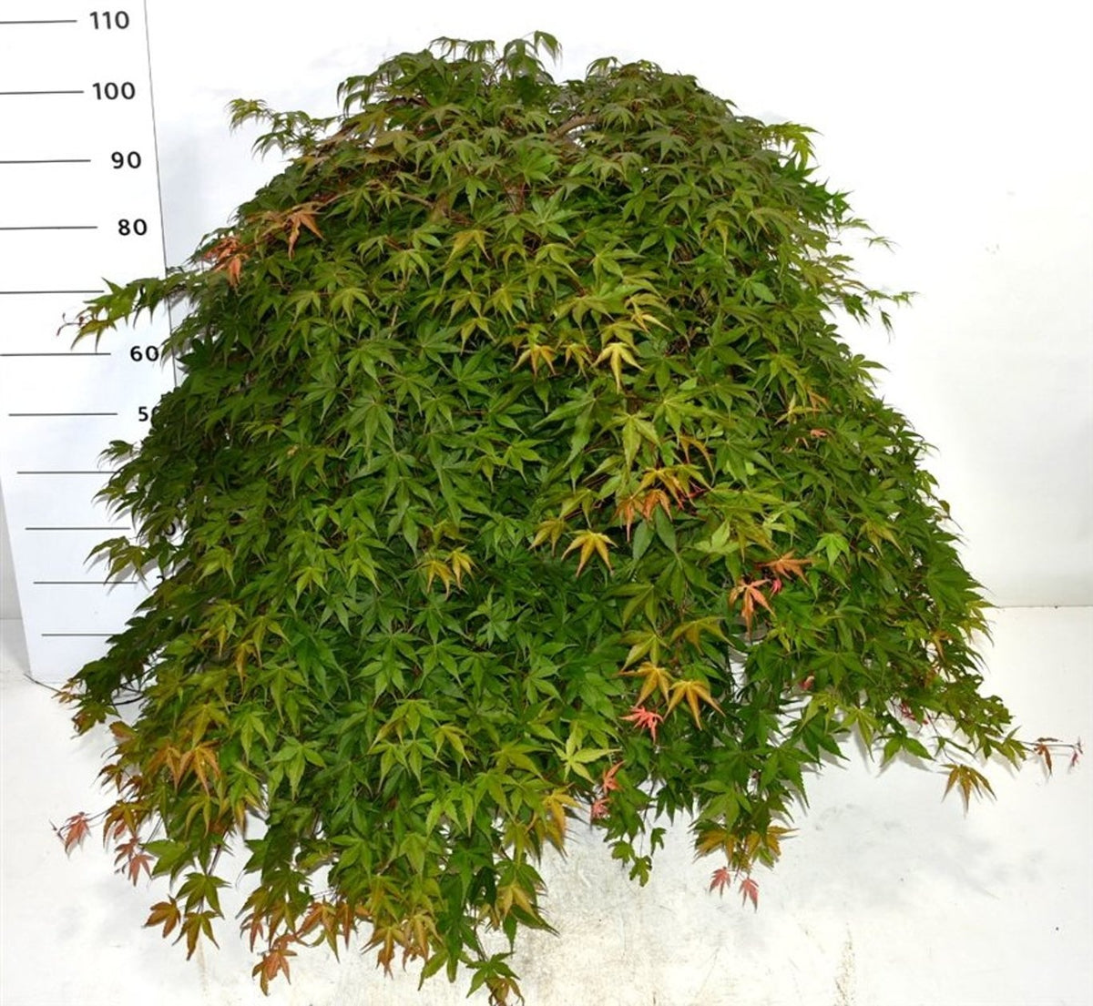 Acer palmatum 110cm 40cm Pot