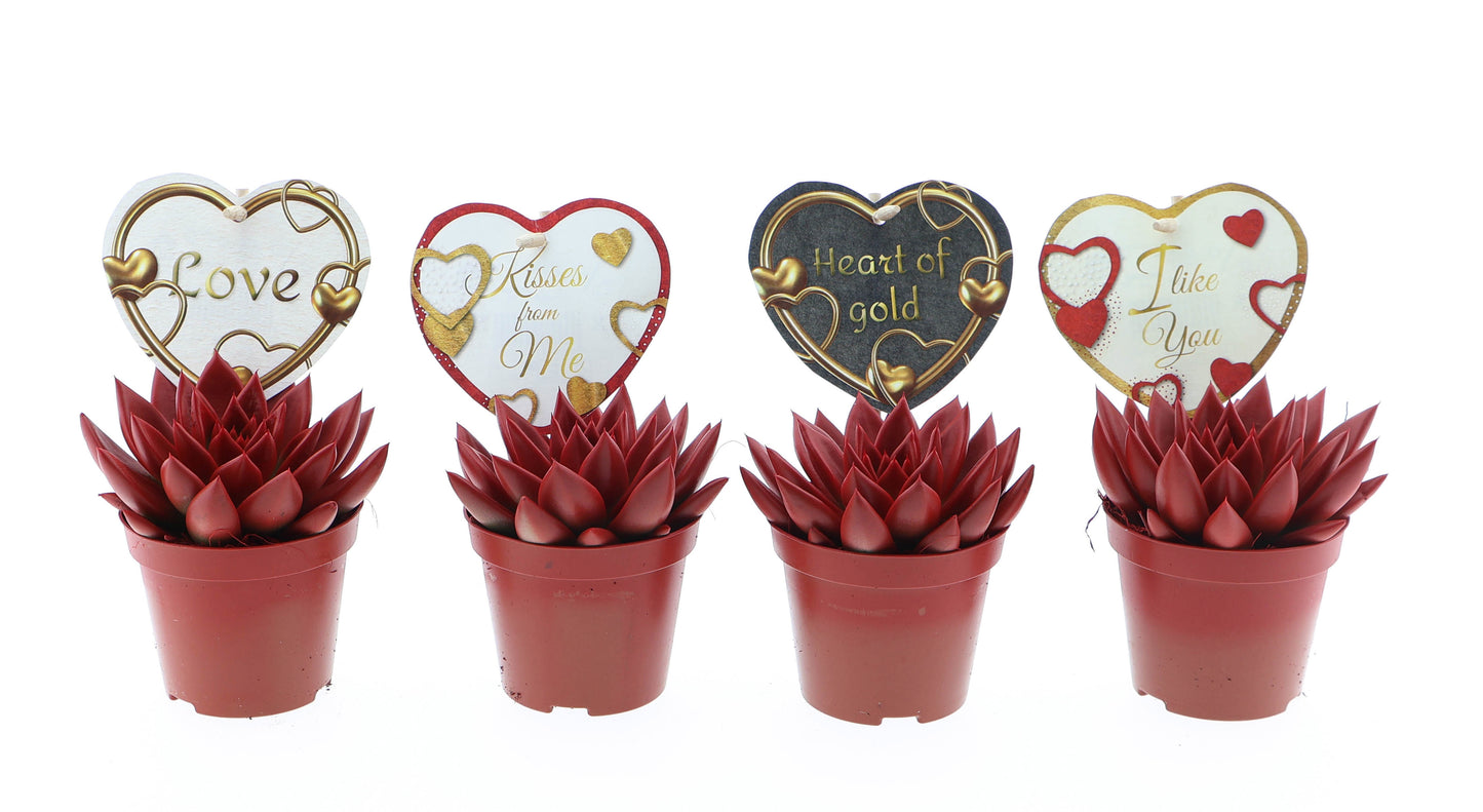 Euro Cactus Holland Bv Miranda rood + love etiket Pack of 12