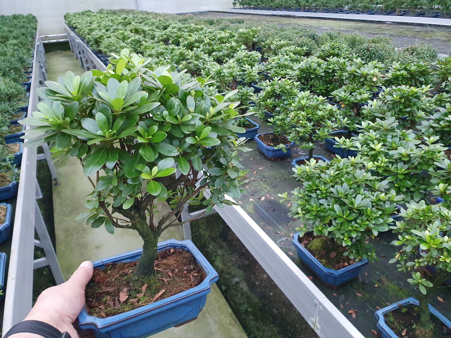 Rhododendron hippophaeoides 30cm 20cm Pot