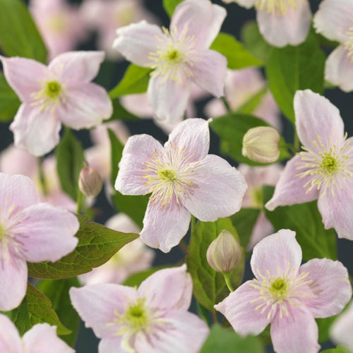 Clematis montana Mayleen 95cm 17cm Pot