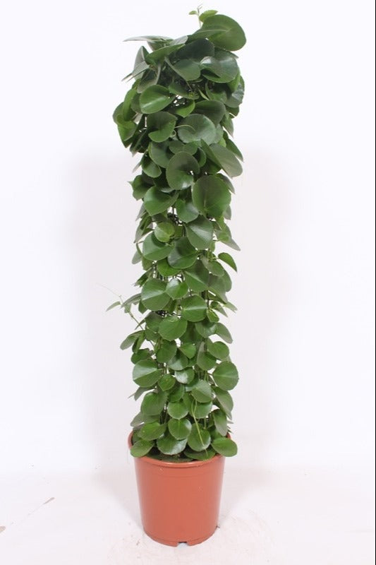 Cissus rotundifolia 120cm 24cm Pot
