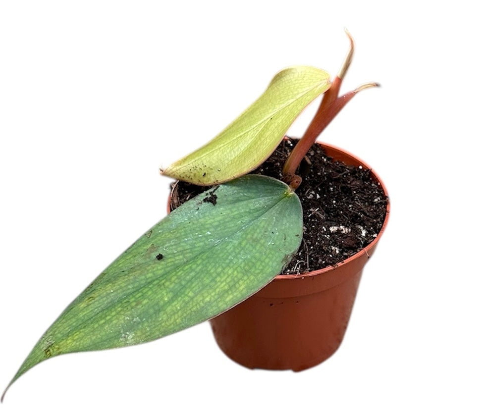 Philodendron scandens 12cm 8cm Pot