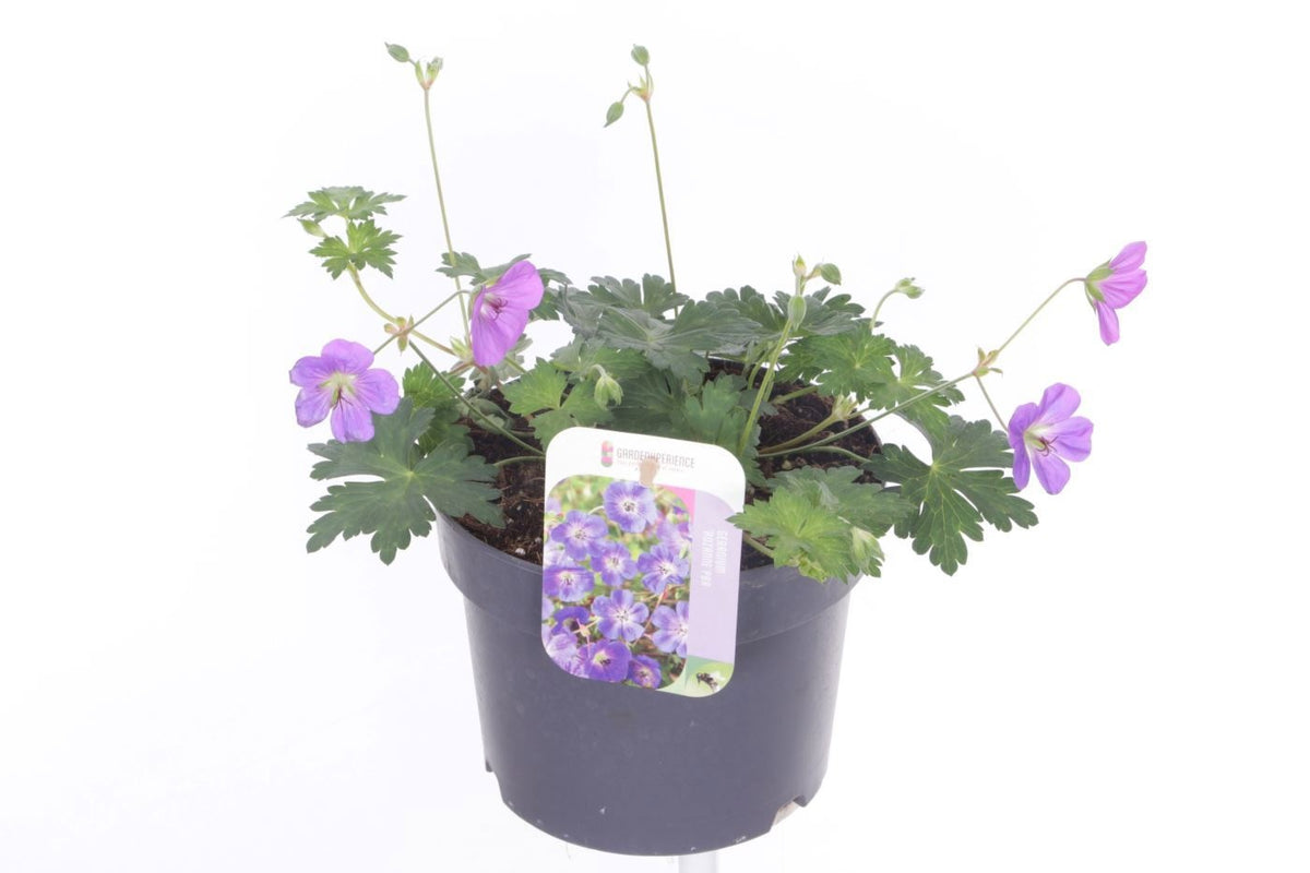 Geranium Rozanne (Hardy) 25cm 17cm Pot
