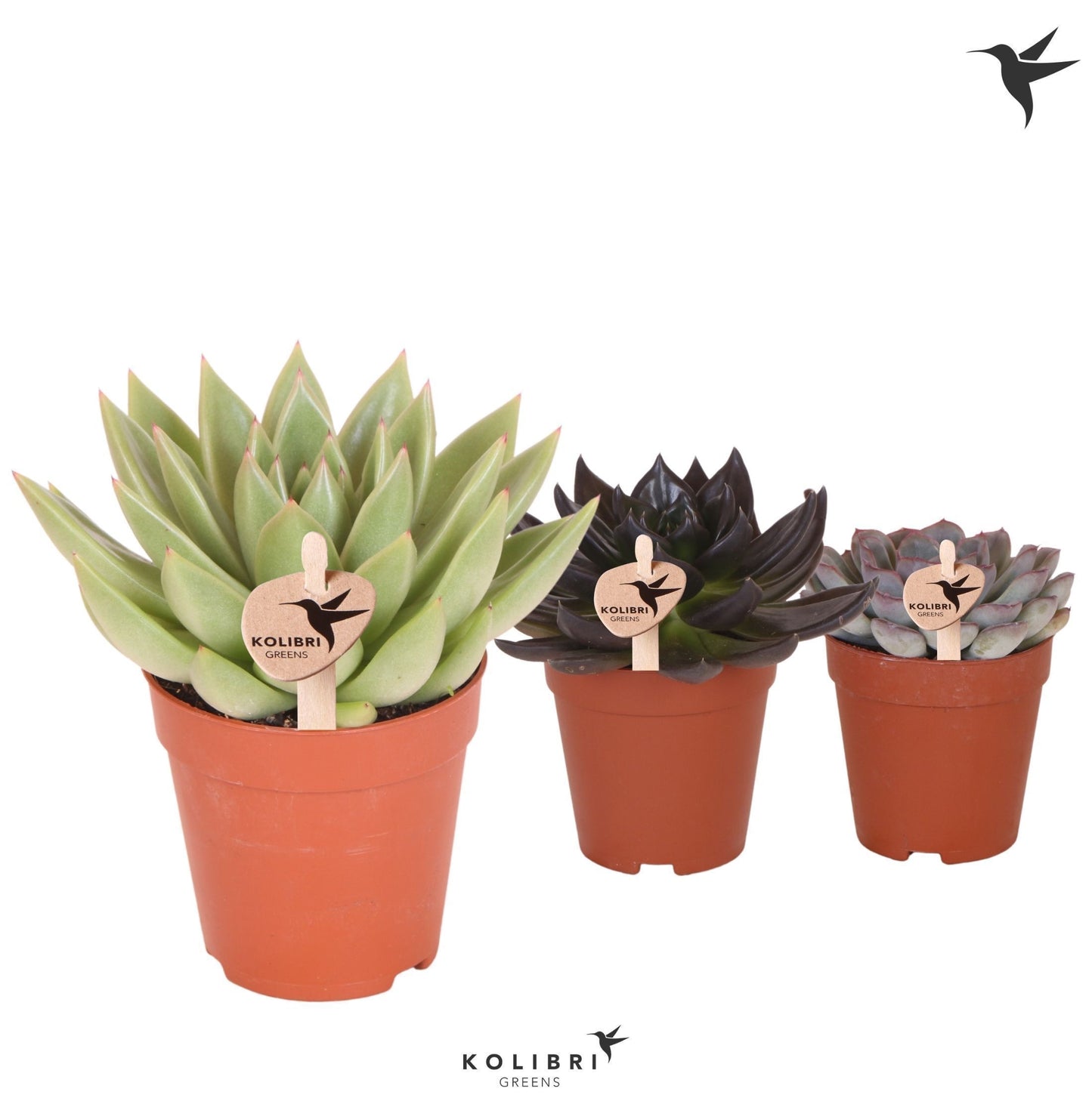 Echeveria Hybrid 14cm 9cm Pot