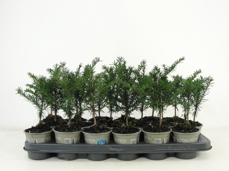 Taxus baccata 25cm 9cm Pot