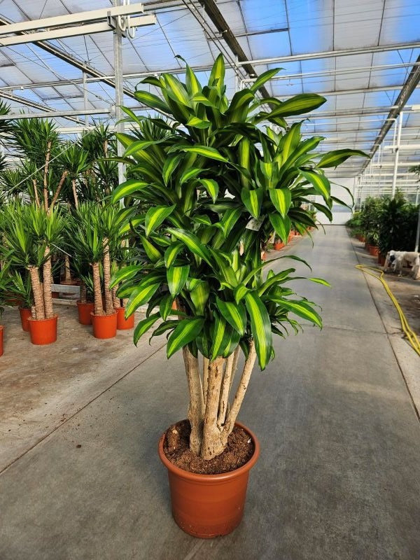 Dracaena frag. Massangeana 220cm 50cm Pot