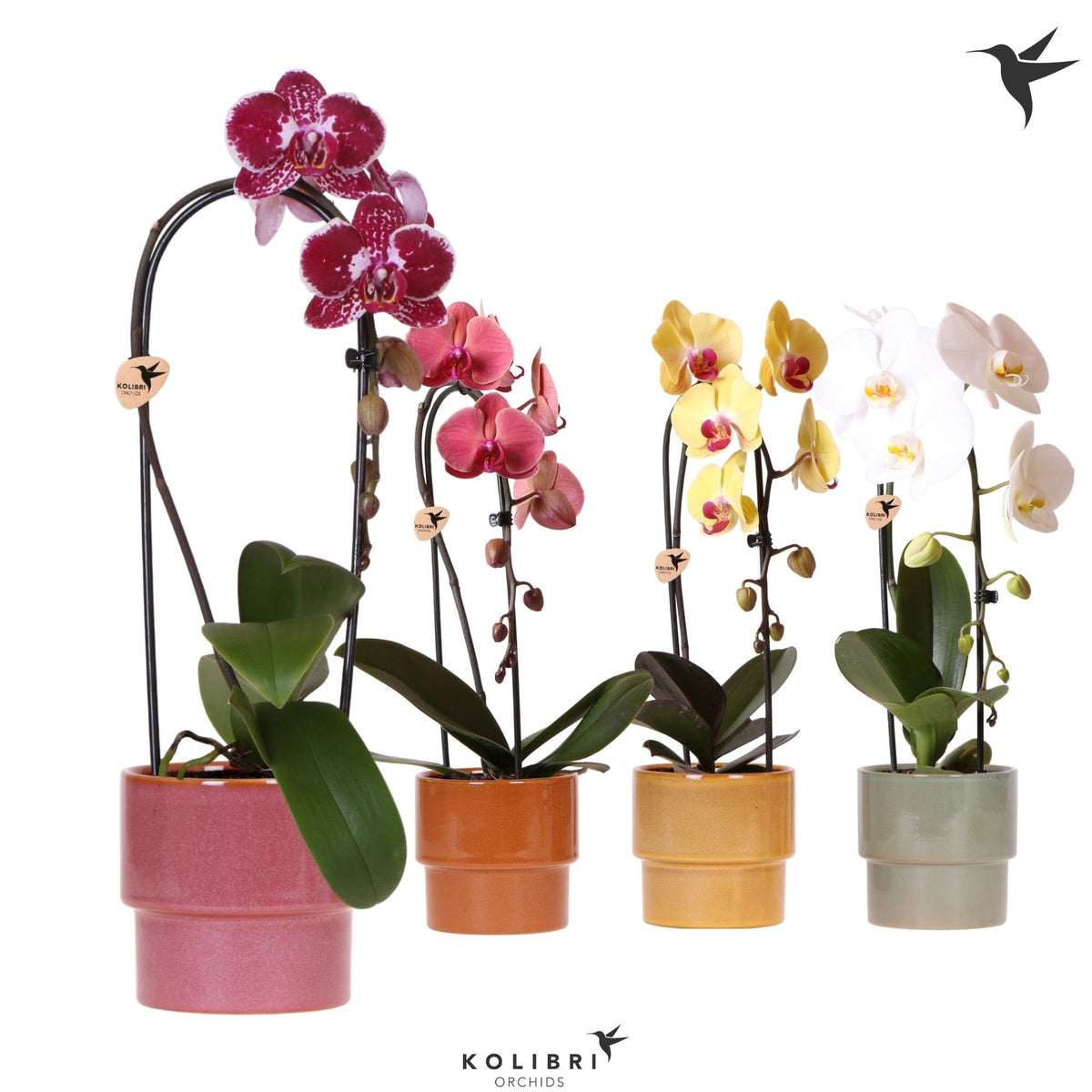 Phalaenopsis Elegant cascade 50cm 12cm Pot
