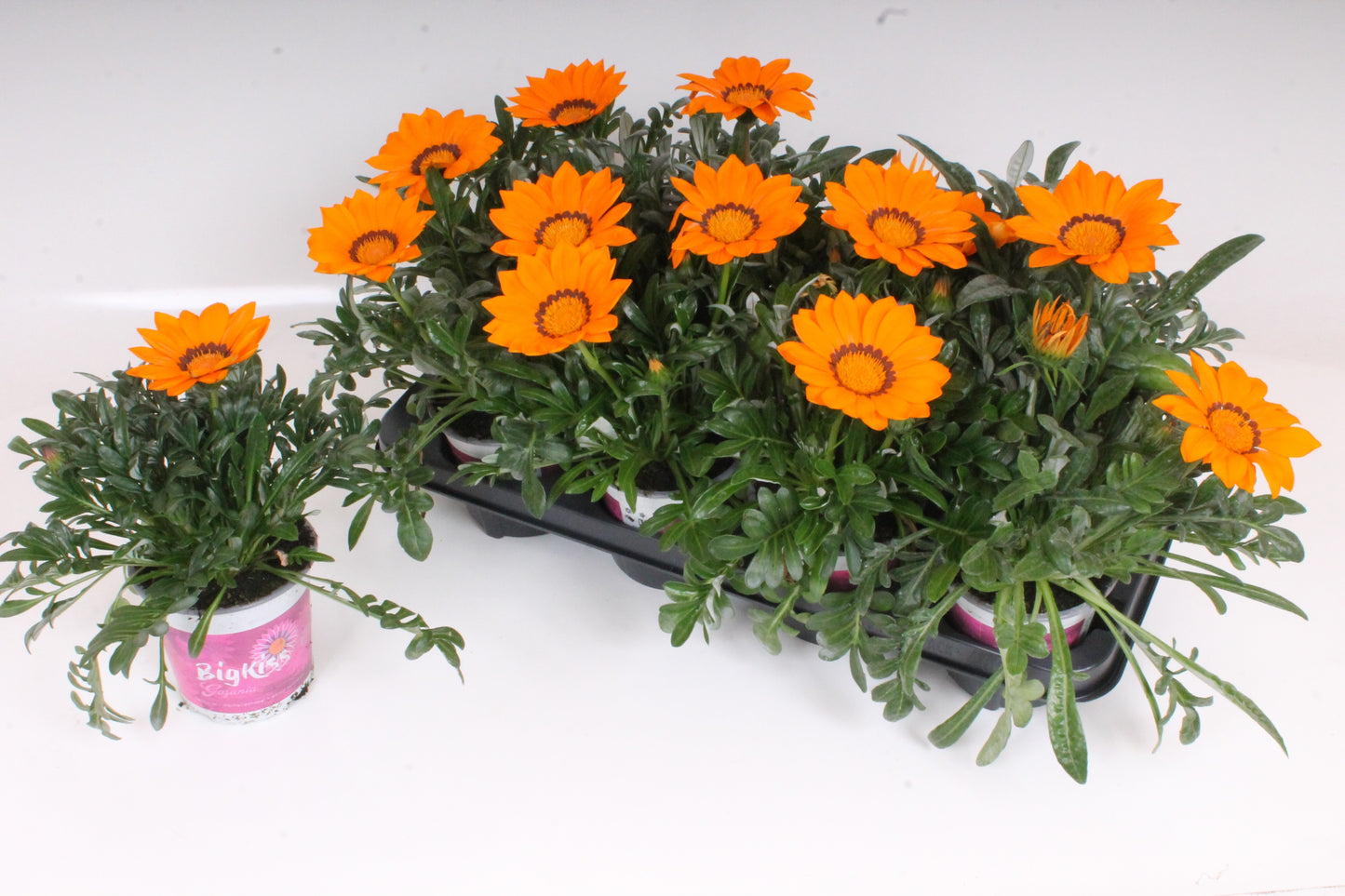 Gazania Kiss Orange 30cm 12cm Pot