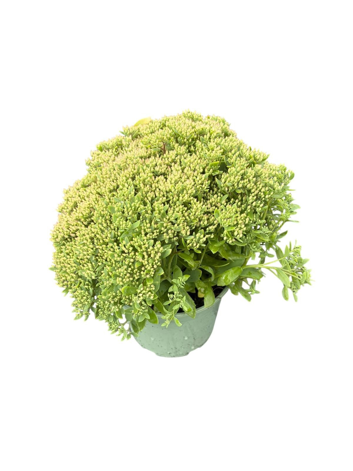 Woudenberg, VOF Gebr. van Sedum Carl Pack of 1