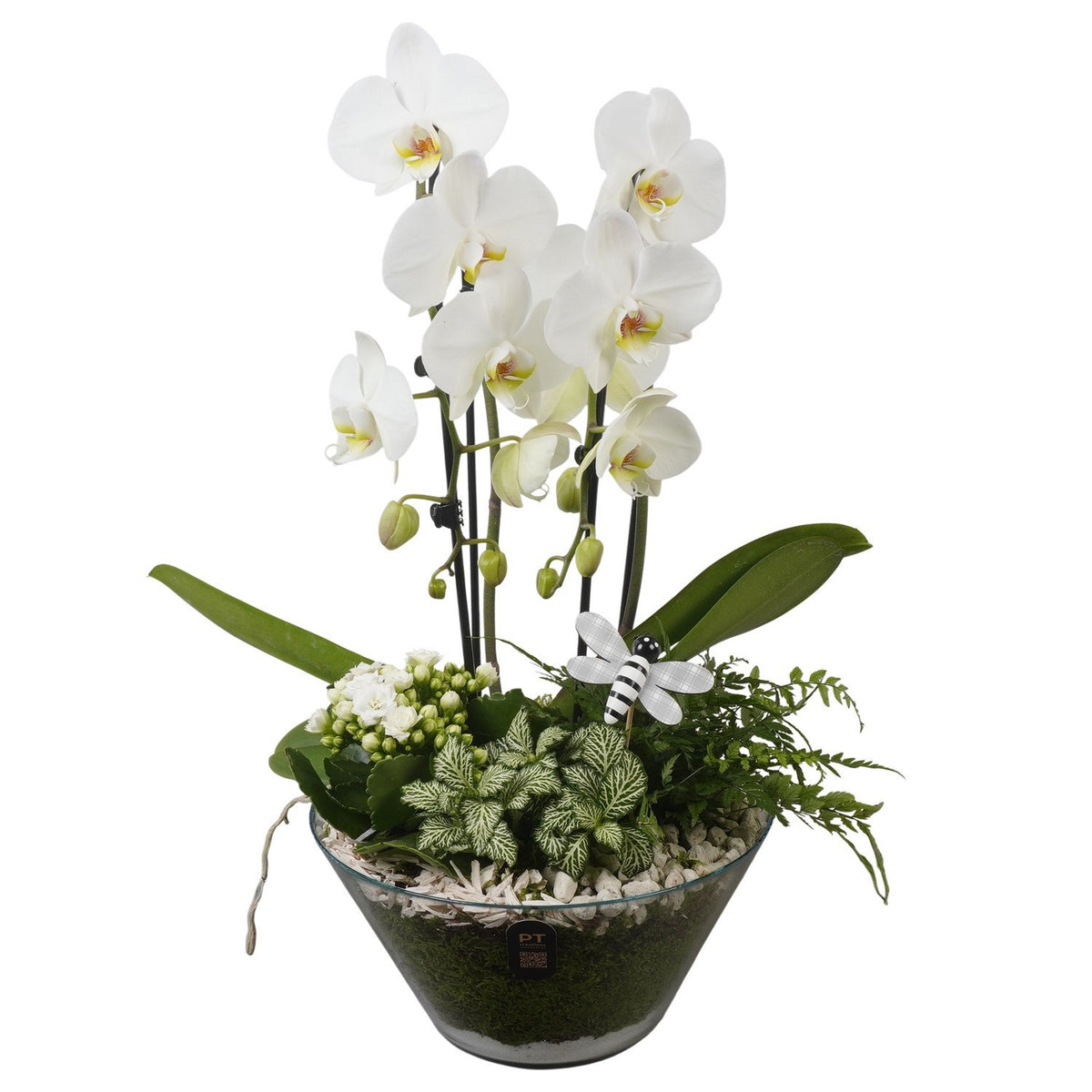Indoor arrangement 55cm 26cm Pot