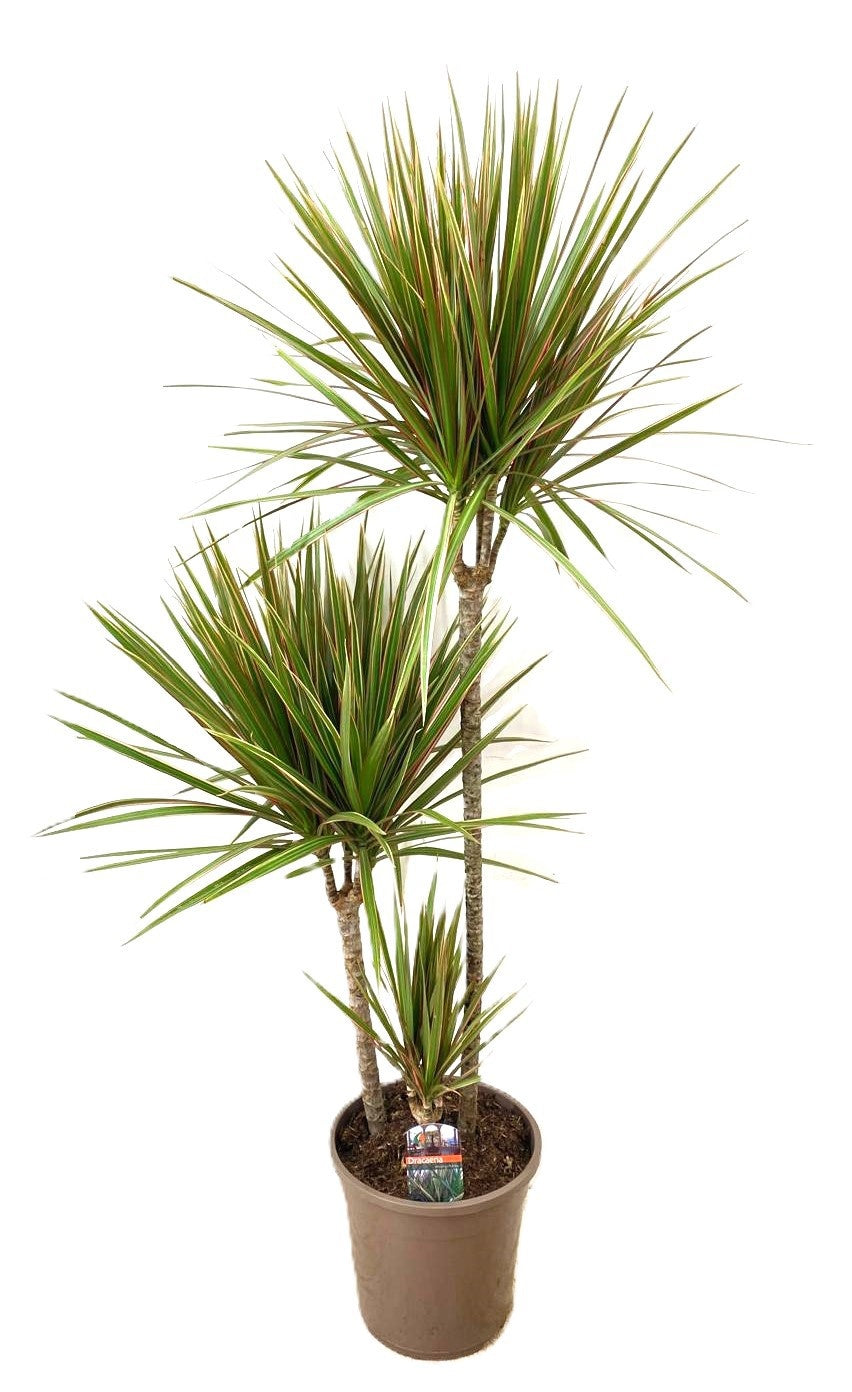 Dracaena Bicolor 140cm 24cm Pot