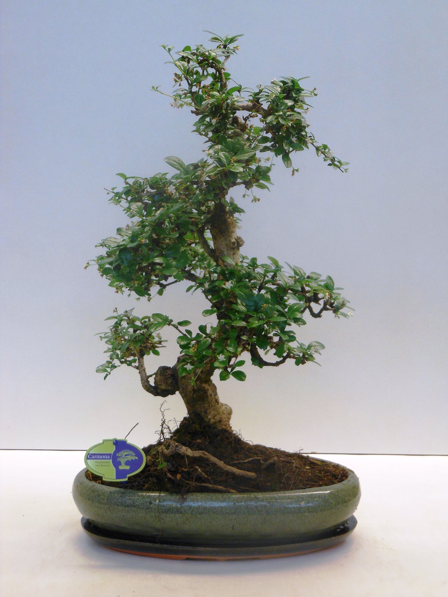 Carmona Bonsai 50cm 39cm Pot