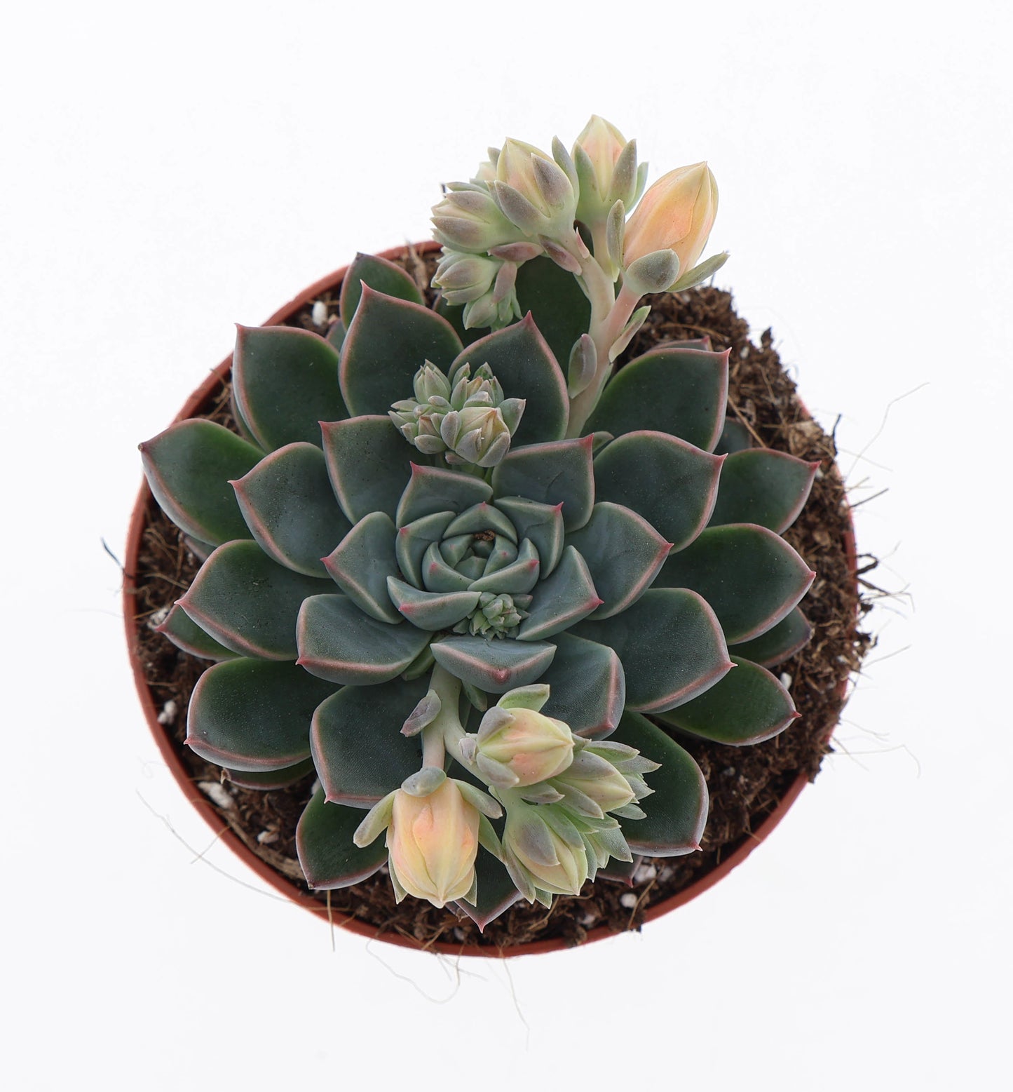 Graptopetalum Vega + Bloem 15cm Special Pot (508)