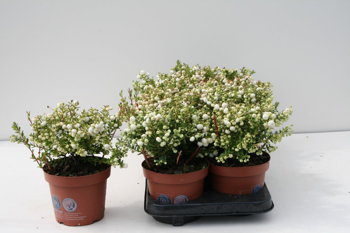 Gaultheria mucr. white 25cm 14cm Pot