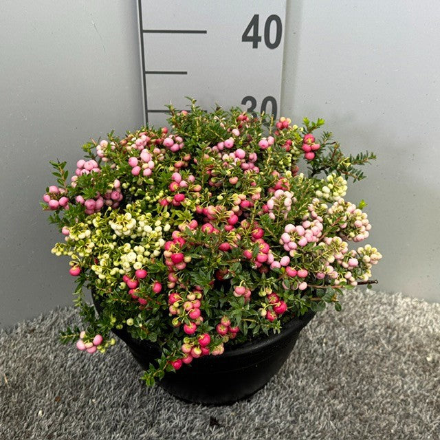 Gaultheria procumbens 40cm 25cm Pot