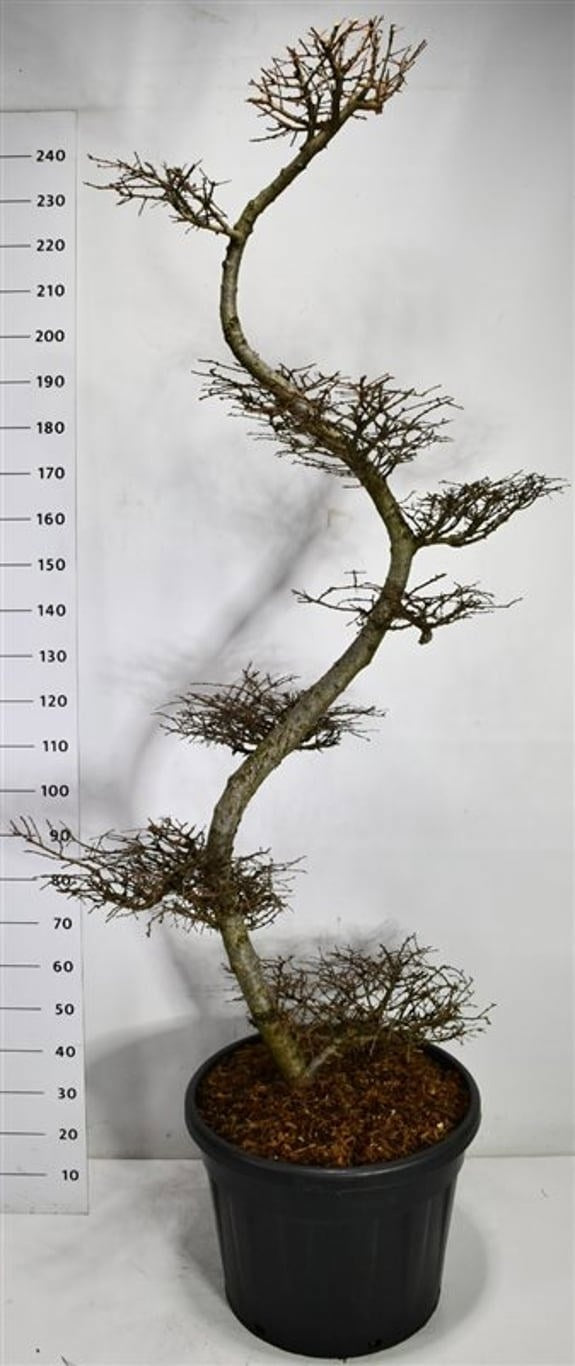 Larix kaempferi 270cm 65cm Pot