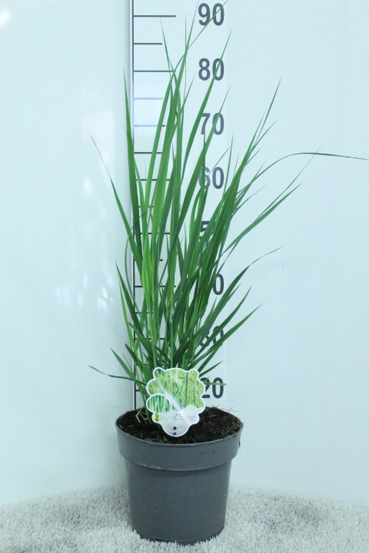 Panicum virgatum 85cm 23cm Pot