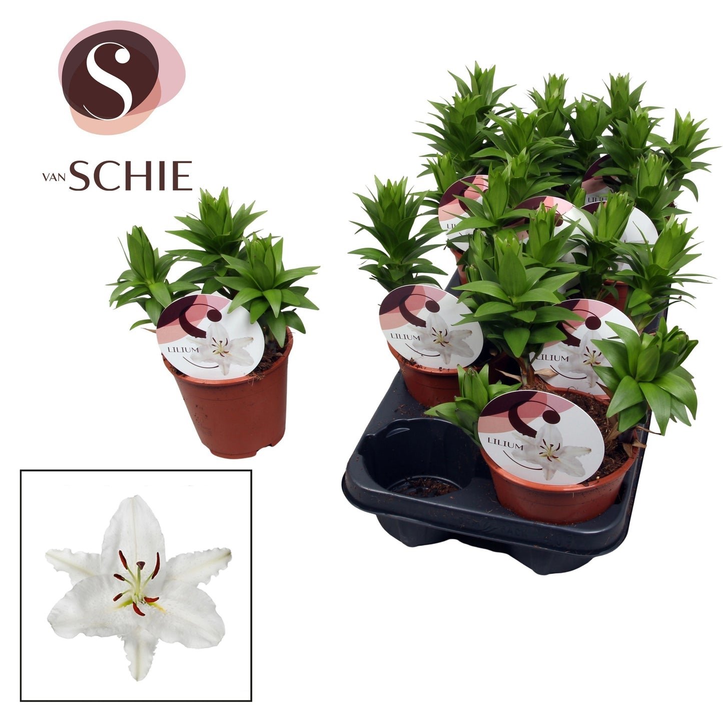 Lilium garden mix 20cm 13cm Pot
