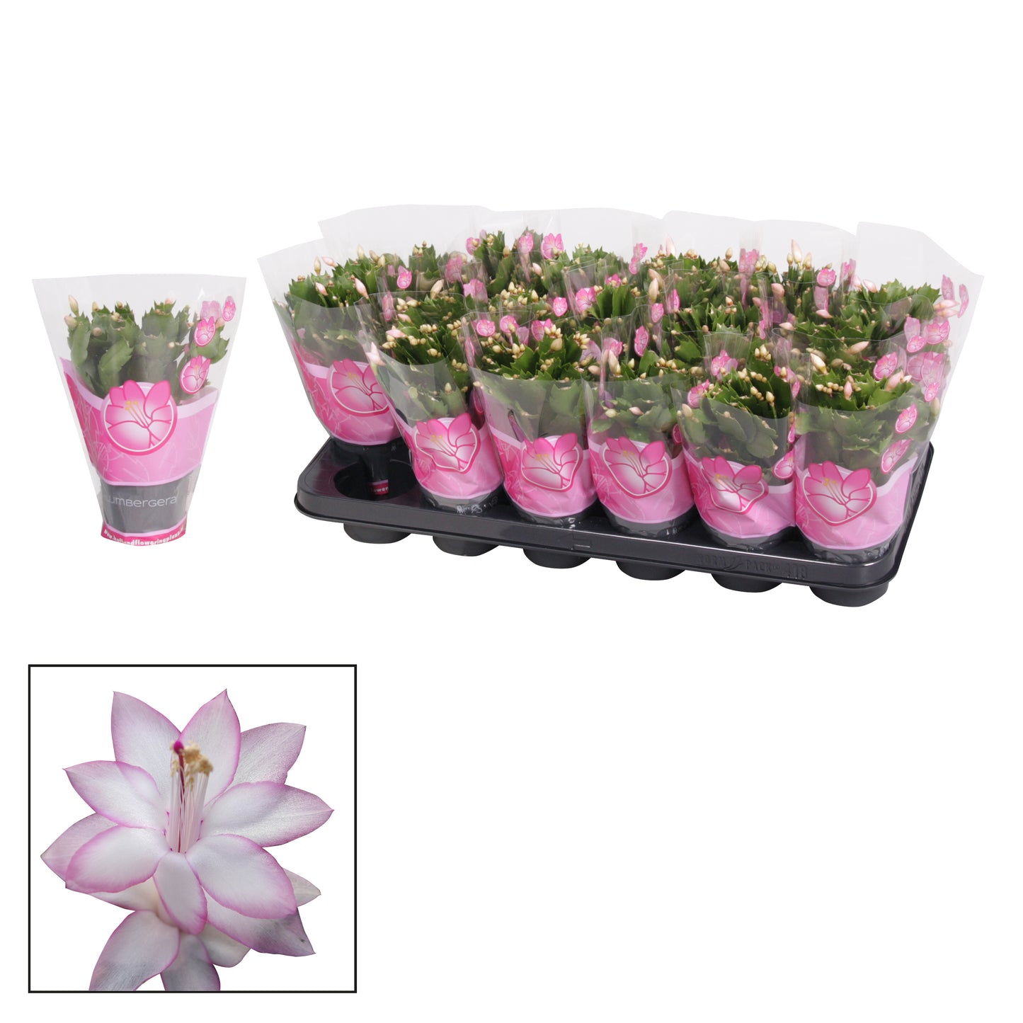 Schlumbergera Naomi 18cm 9cm Pot