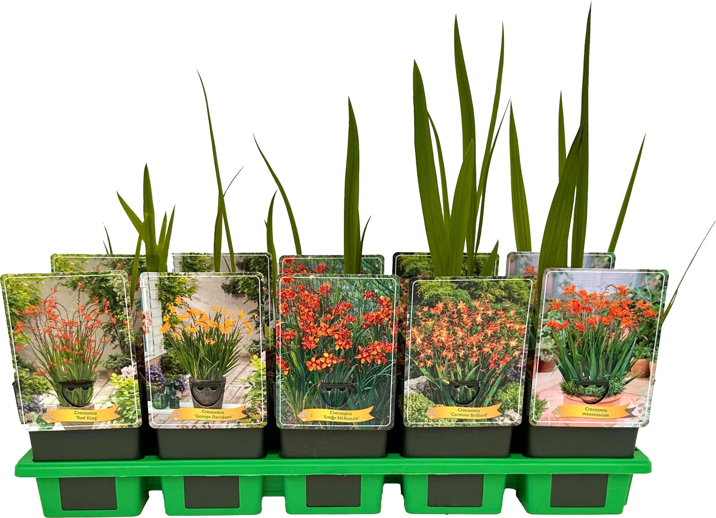 Crocosmia Red King 25cm 11cm Pot