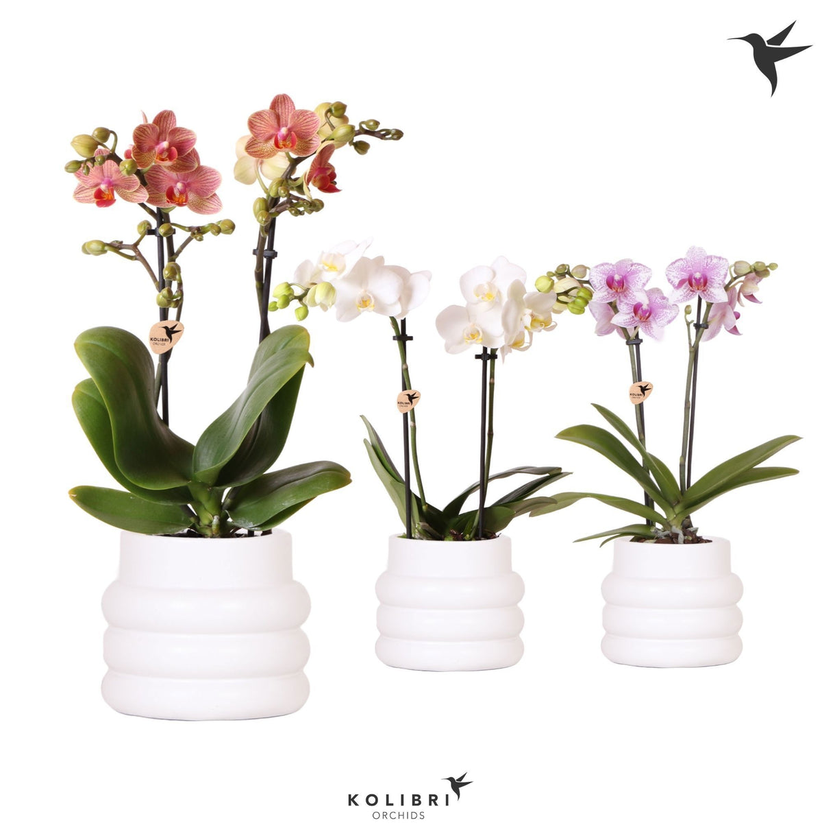 Phalaenopsis mix 40cm 9cm Pot